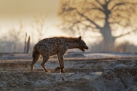 Hyena skvrnita - Crocuta crocuta - Spotted Hyena o8143